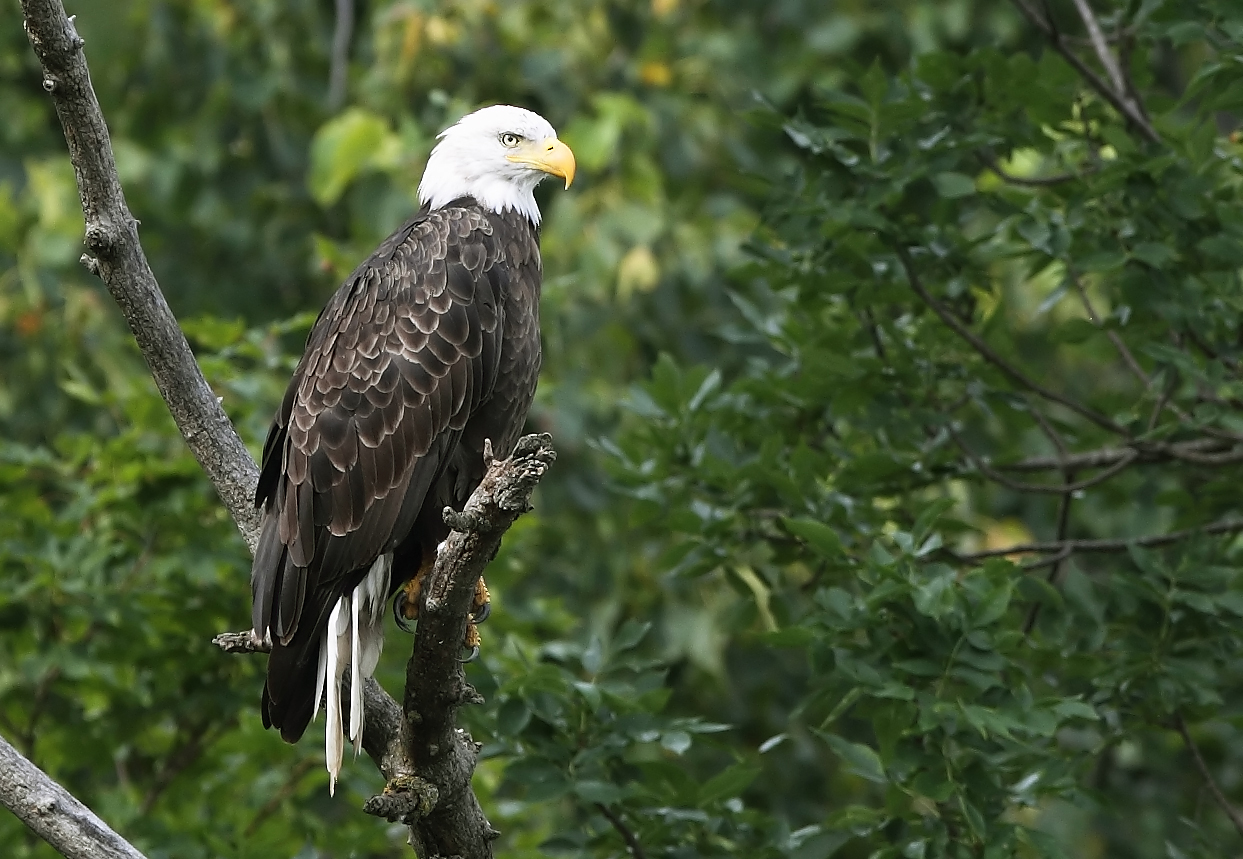 Lake Itasca eagle.jpg