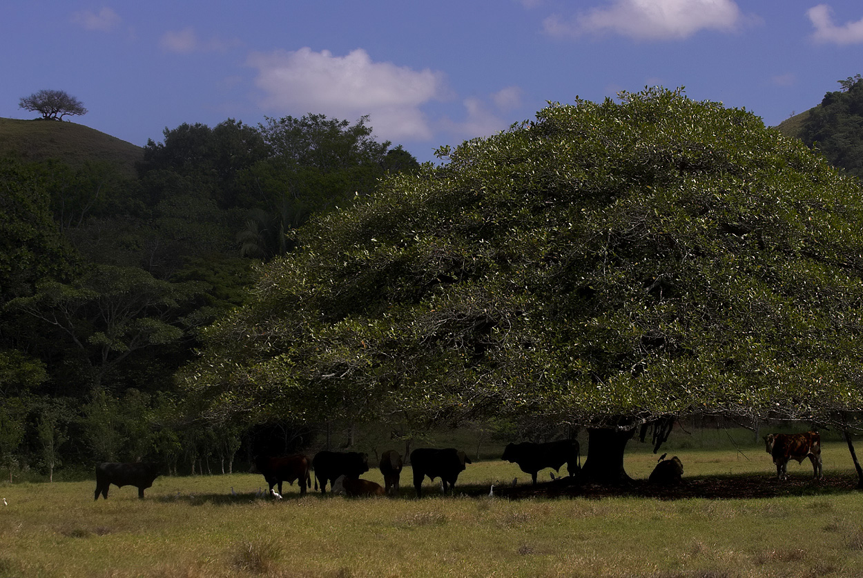 The Guanacaste shade tree near Jaco.jpg