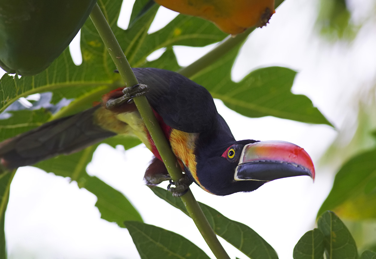 Aracari eyeing up Papaya.jpg