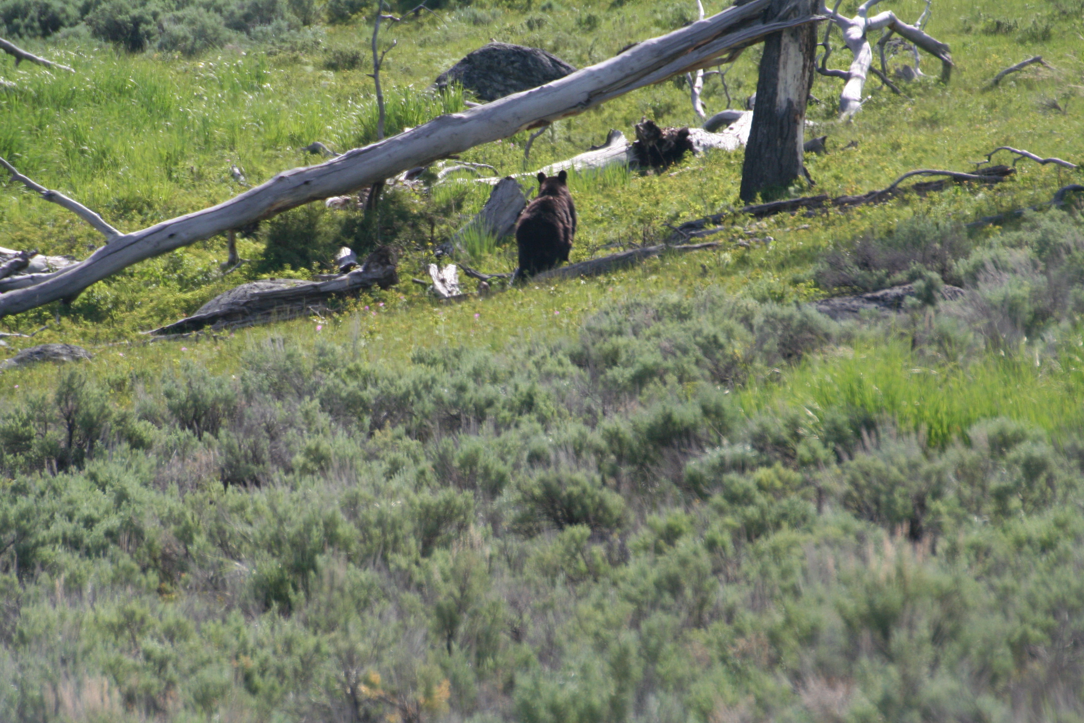 yellowstone2011 011.JPG