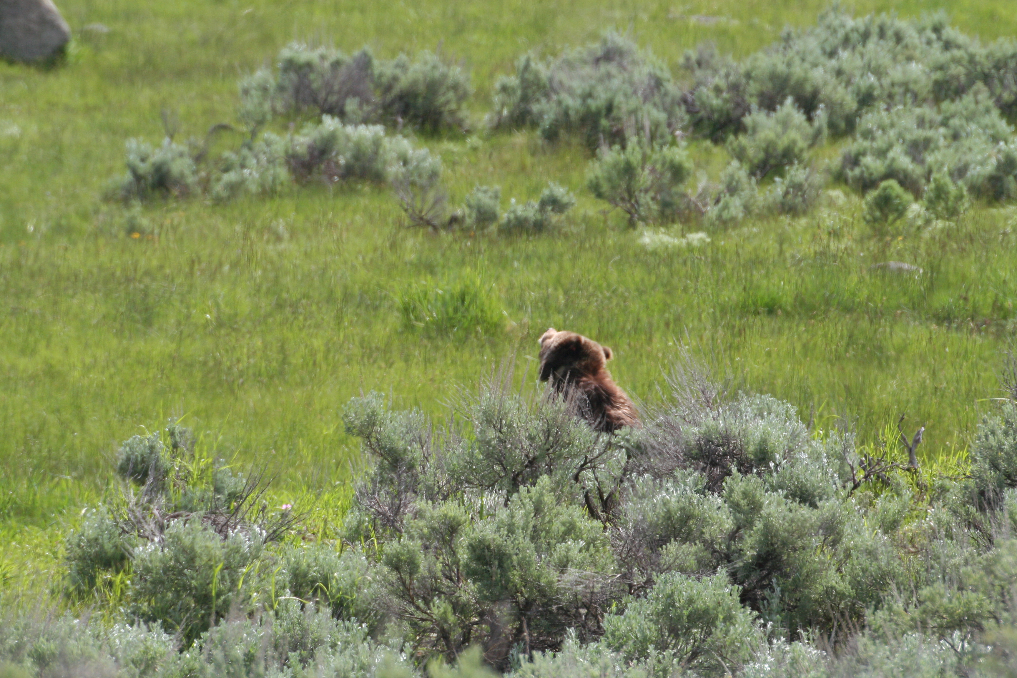 yellowstone2011 022.JPG