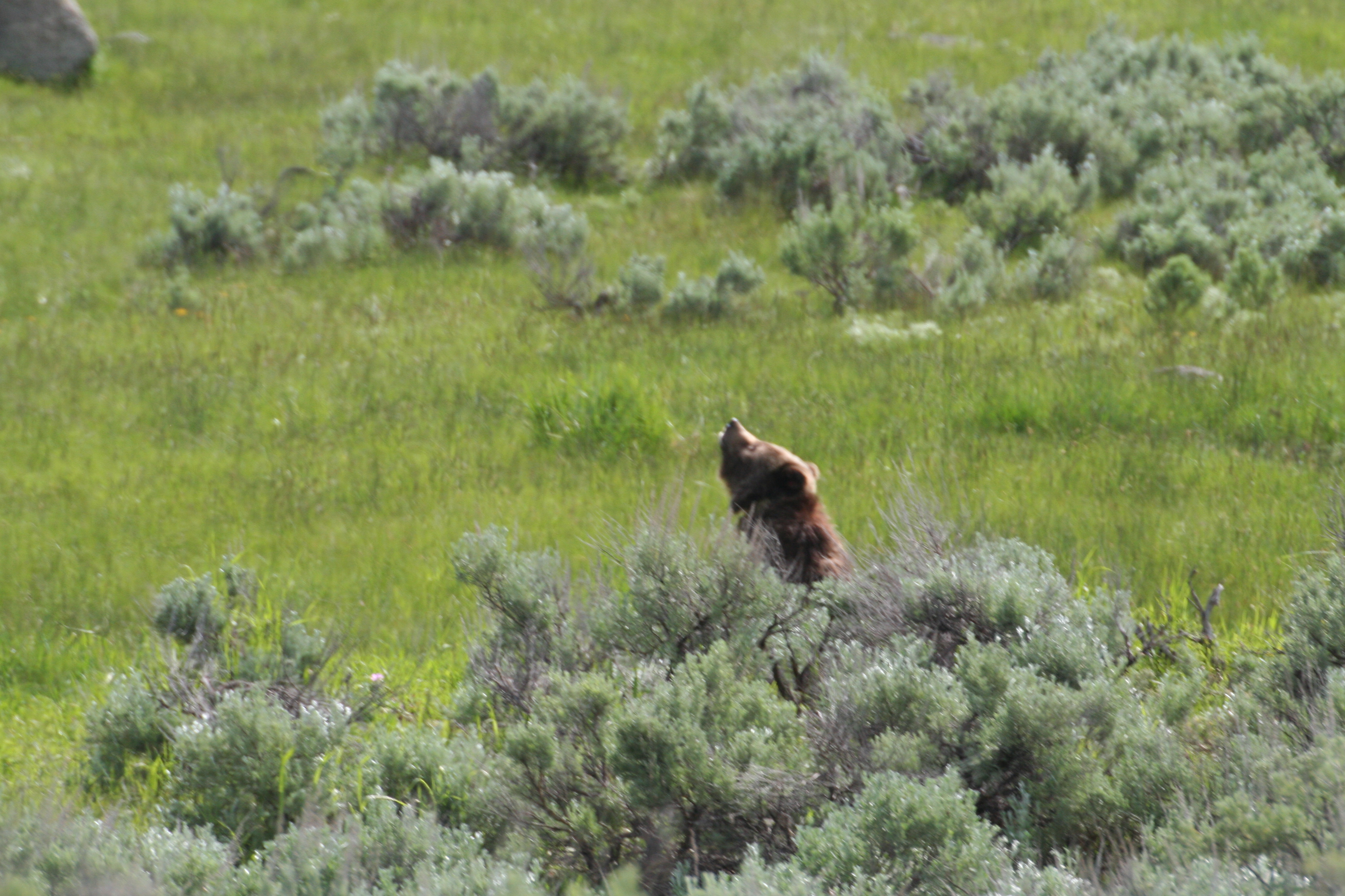 yellowstone2011 023.JPG