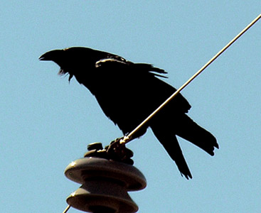 o2/68/537868/1/52062942.ChihuahuanRavenNMSm.jpg
