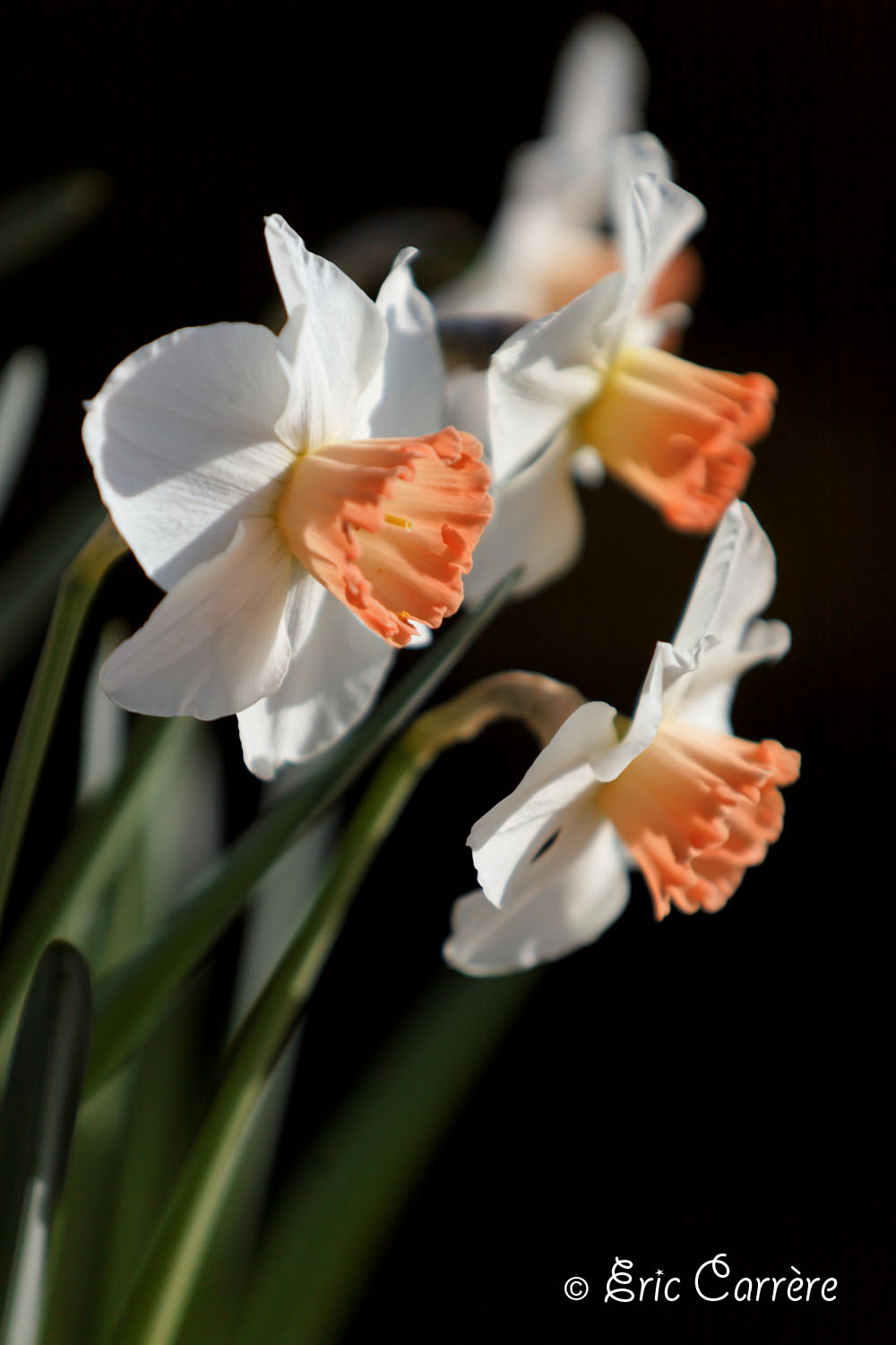 Flowers in the wind :o))