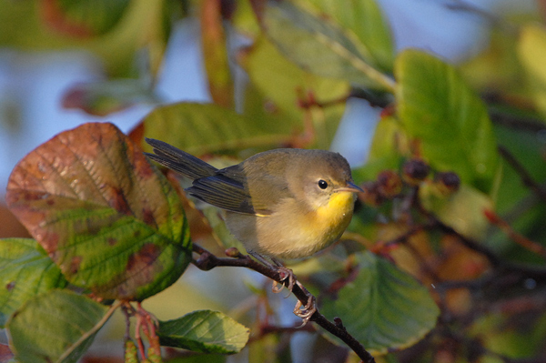 (female)
