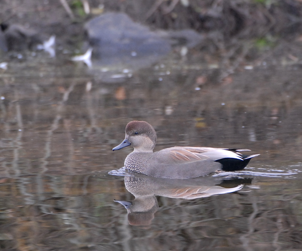 Gadwall