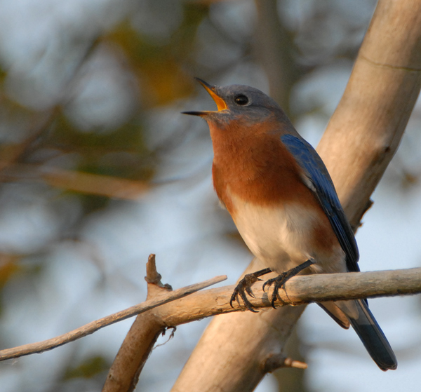 Eastern Bluebird