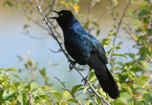 Boat-tailed Grackle