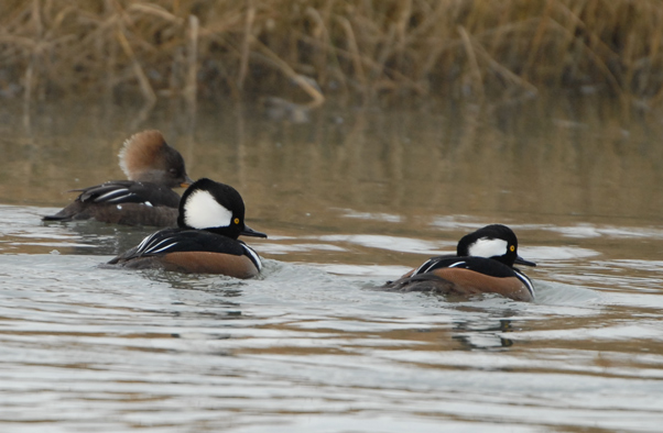 Hooded Merganser