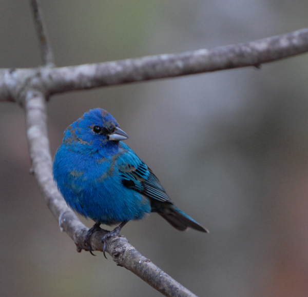 Indigo Bunting
