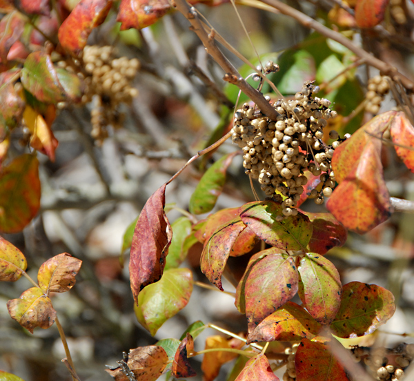 (with berries)