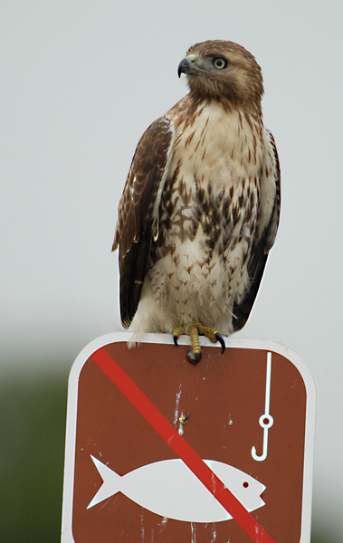 NO FISHING