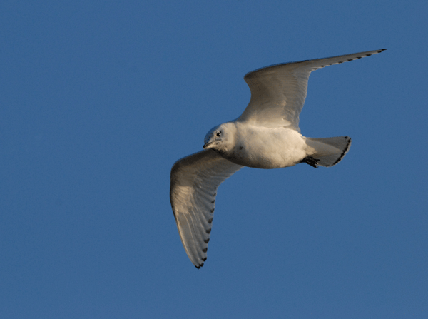 Ivory Gull