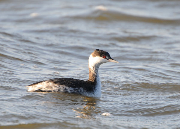 Horned Grebe (non-breeding)