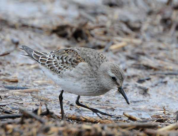 Western Sandpiper