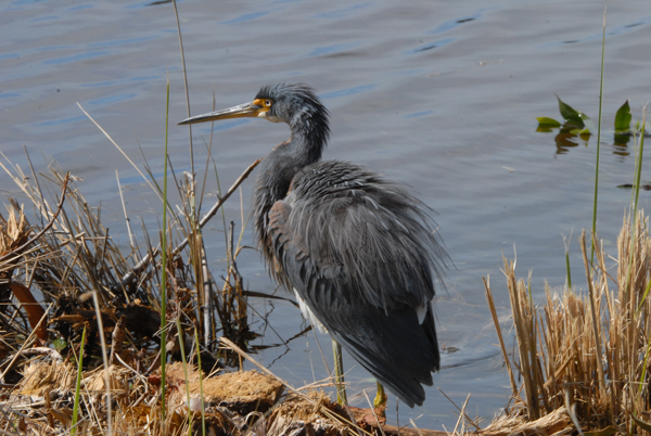 Tri-colored Heron