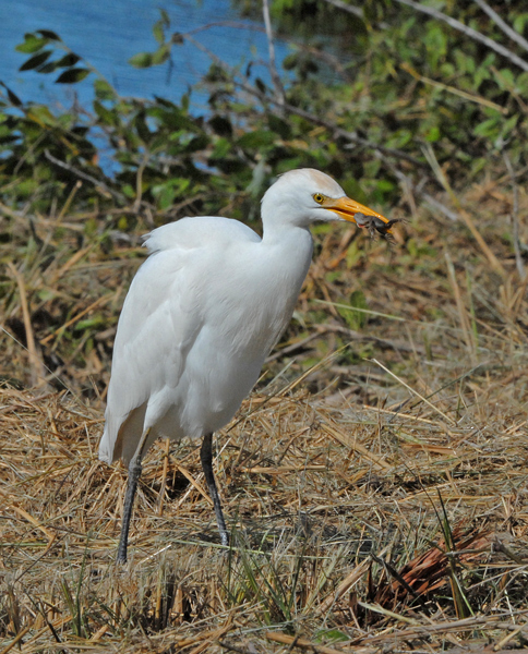 Cattle Egret with frog