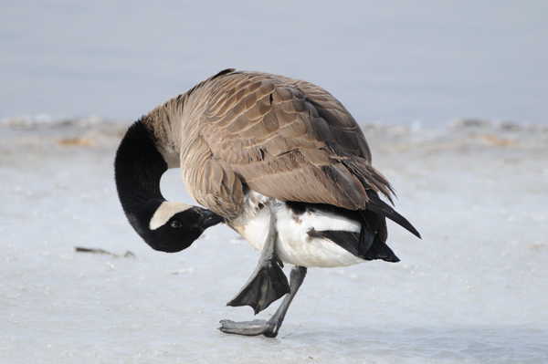 Canada Goose