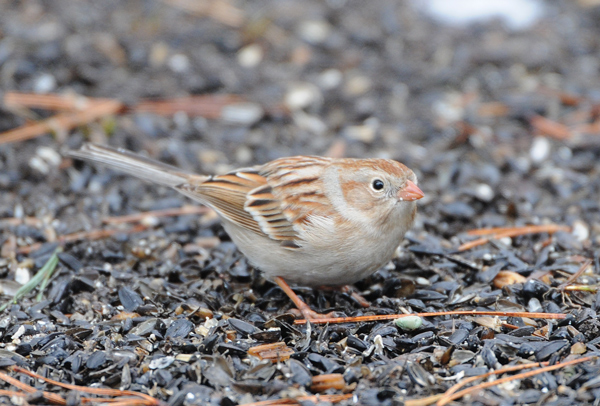 Field Sparrow