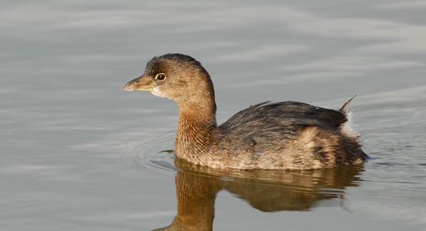 Pied-billed Grebe