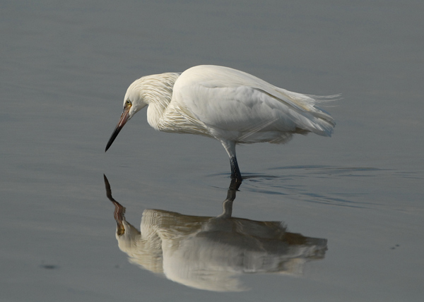 Reddish Egret (white morph, breeding adult)