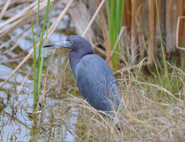 Little Blue Heron