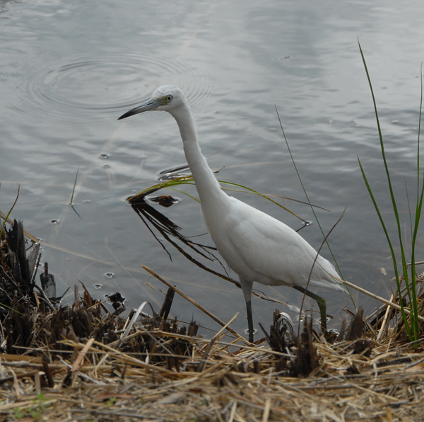 Little Blue Heron (juvenile)