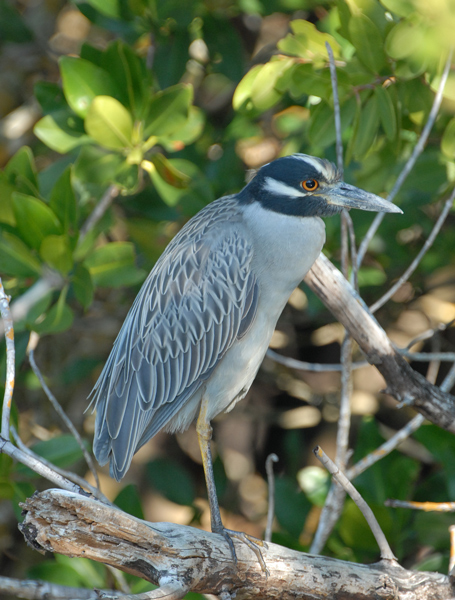 Yellow-crowned Night Heron