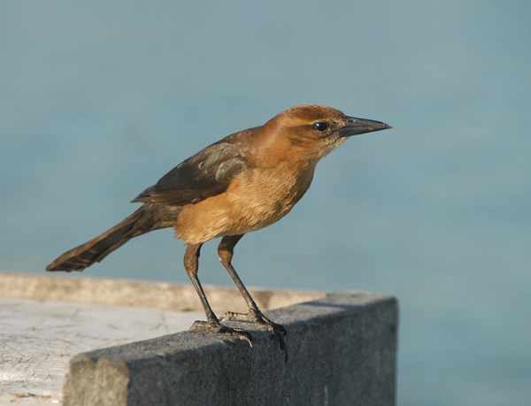 (female)