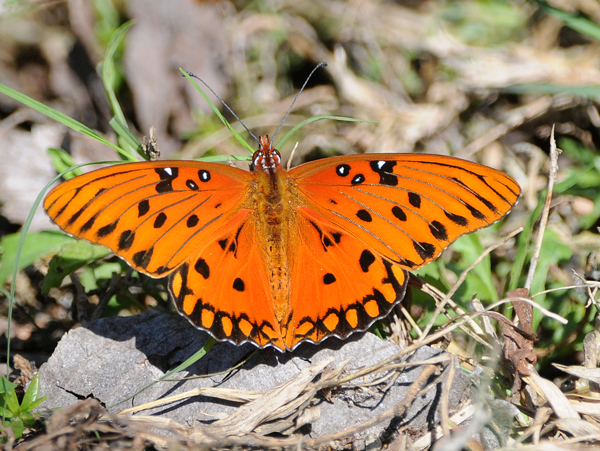 Gulf Fritillary