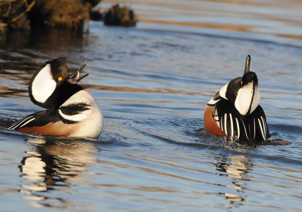 Hooded Merganser