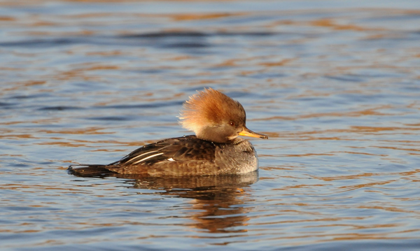 (female)