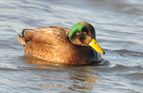 American Black Duck x Mallard  (hybrid adult)