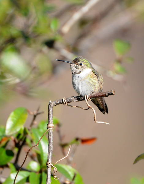 Broad-tailed Hummingbird