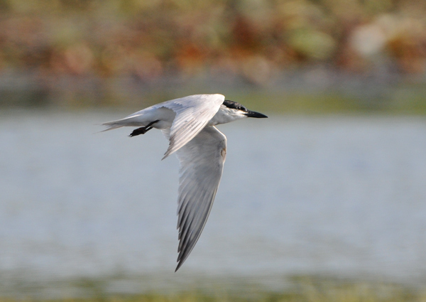 Gull-billed Tern