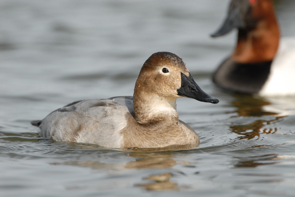 (female)