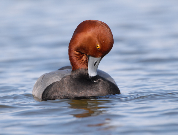 Redhead