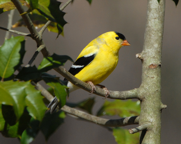 American Goldfinch