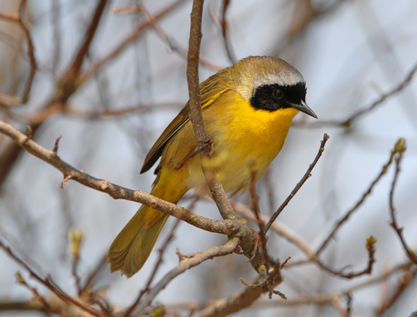 Common Yellowthroat