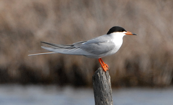 FostersTern (breeding plumage)