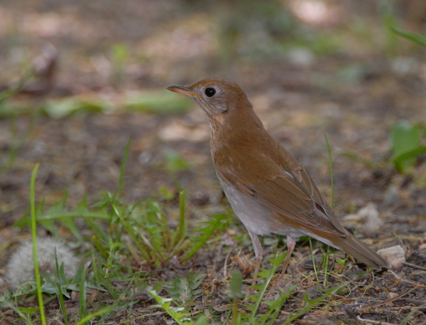 Veery
