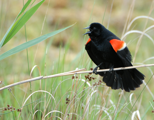 Red-winged Blackbird