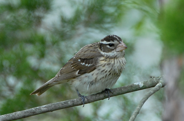 Rose-breasted Grosbeak (female)