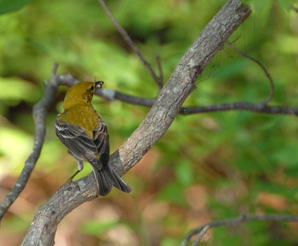 Orchard Oriole