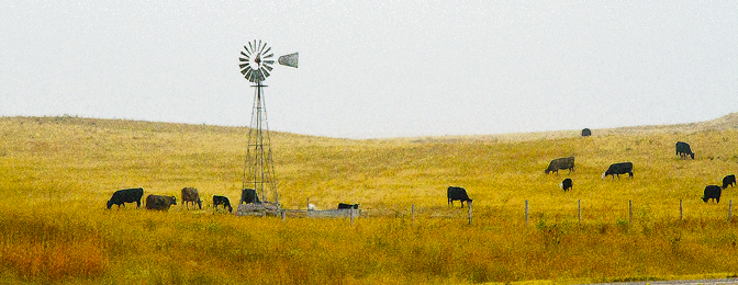 Cattle Country