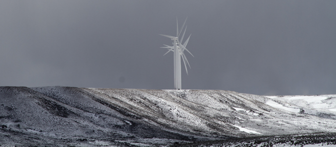 Windmill Tree