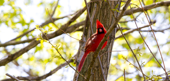 Red Cardinal