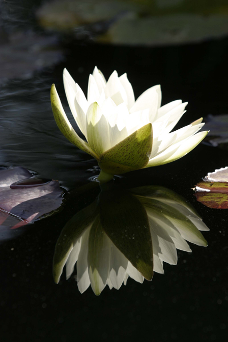 White Water Lily