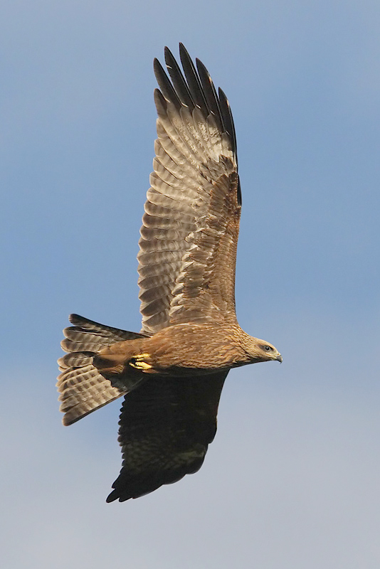 Black kite, Echandens, Switzerland, July 2008