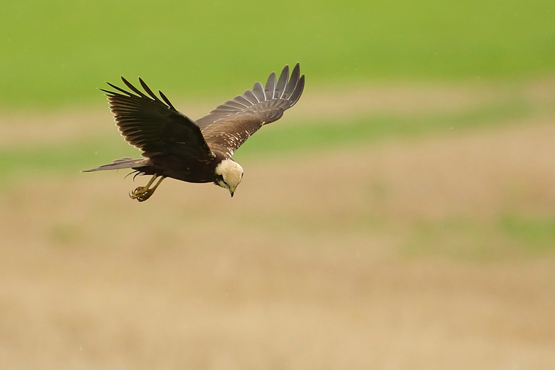 Marsh harrier, Montricher, Switzerland, September 2008